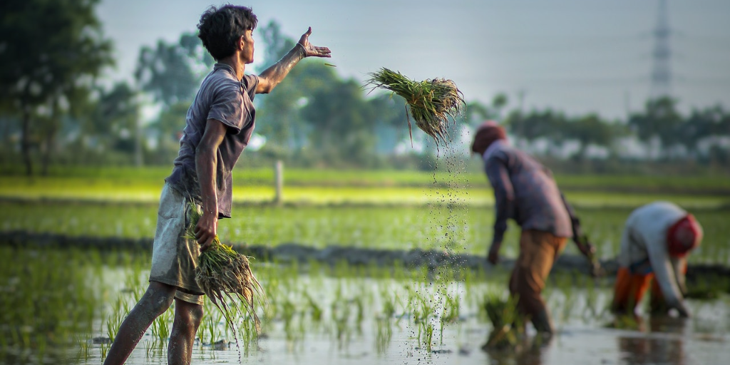 Farmers are at the mercy of the weather