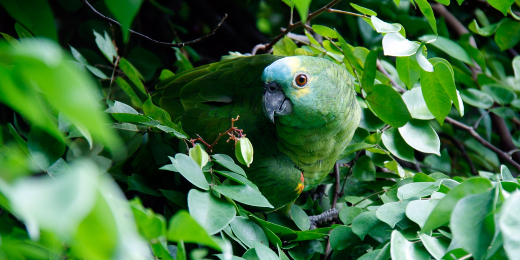 The bird blends in with its surroundings