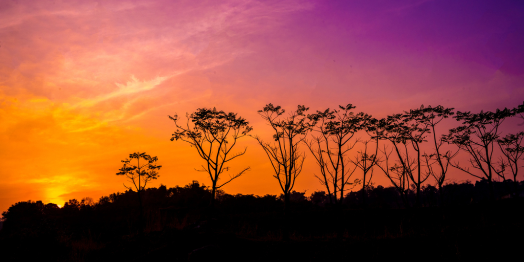 A view of the sunset with trees in the foreground.