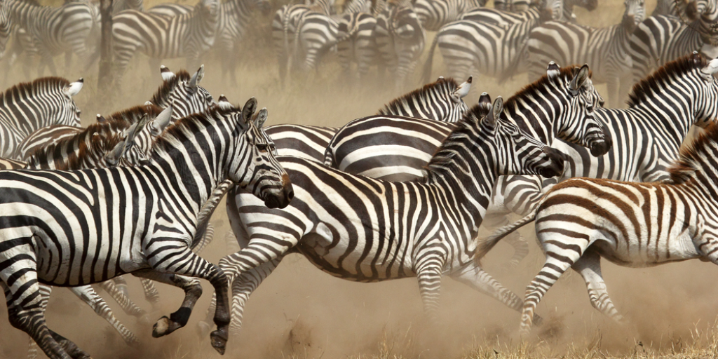 A herd of zebras