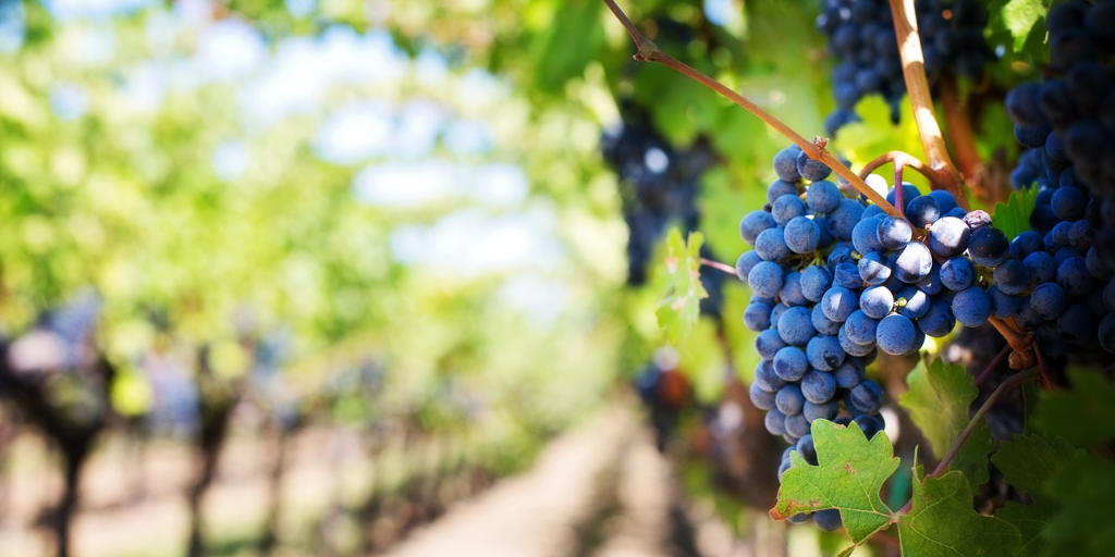 Napa is known for its wine